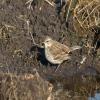 Water Pipit